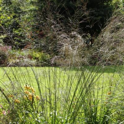 Молиния тростниковая Транспарент - Dolinasad.by