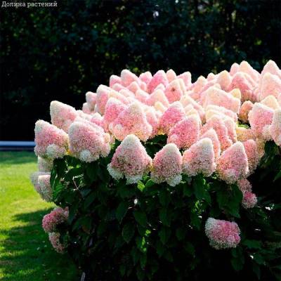 Гортензия метельчатая Расберри Пинк С3 - Dolinasad.by