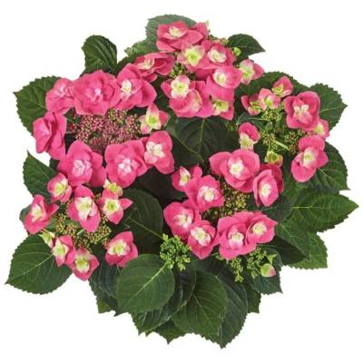 Гортензия крупнолистная Фрисби Хот Пинк, С2 - Dolinasad.by