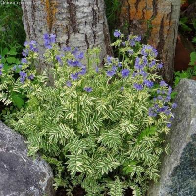 Синюха голубая Бриз Данжоу - Dolinasad.by