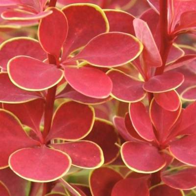 Барбарис Тунберга Оранж Санрайз, С3 - Dolinasad.by