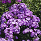 Флокс метельчатый "Свит саммер пурпур биколор" фото