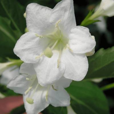 Вейгела Сноуфлейк, С3 - Dolinasad.by