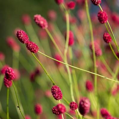 Кровохлебка лекарственная Арнем Кровохлебка лекарственная Арнем - Dolinasad.by