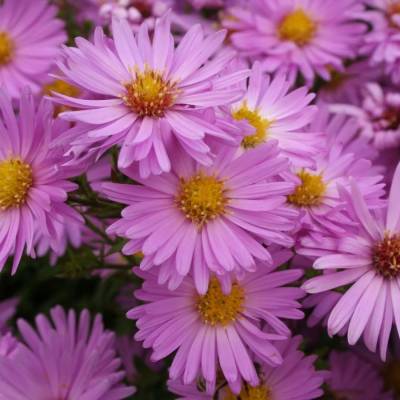 Астра кустарниковая Хербстгрусс вос Бруссурхоф - Dolinasad.by