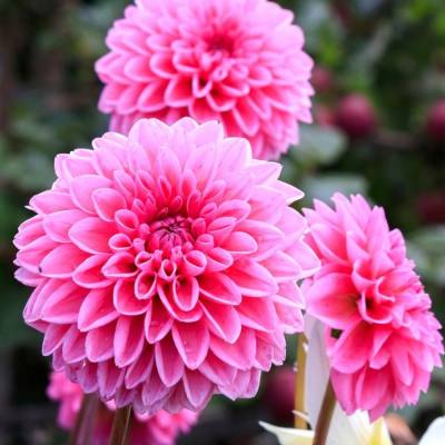 Георгина Сандра - Dolinasad.by