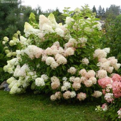 Гортензия метельчатая Фантом, С2 - Dolinasad.by