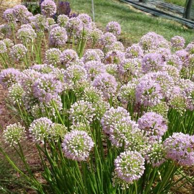 Аллиум Ин Орбит Аллиум Ин Орбит - Dolinasad.by