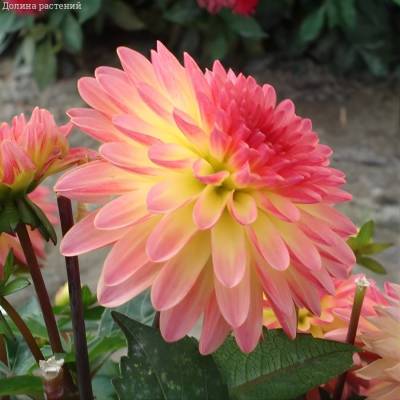 Георгина Делайт Глоу - Dolinasad.by