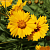 Кореопсис ланцетовидный Штернталер , С1,5 фото