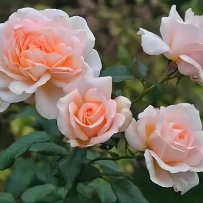 Роза Роял Бьюти - Dolinasad.by