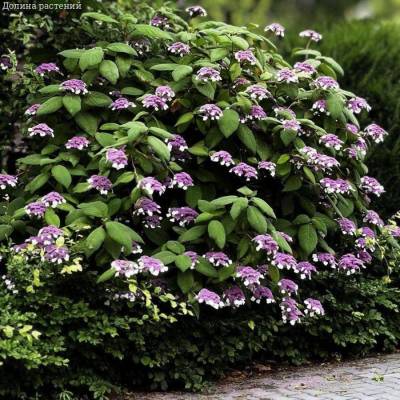 Гортензия шершавая Хот Шоколад, С3 - Dolinasad.by