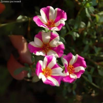 Портулак Капкейк Пурпл - Dolinasad.by