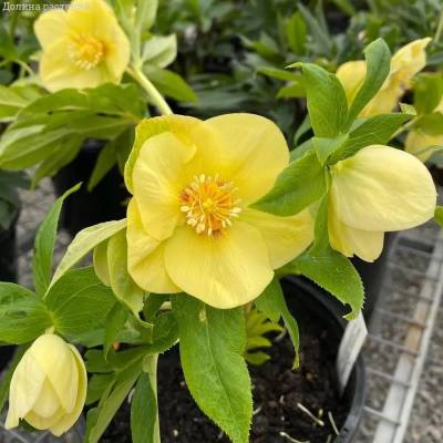 Морозник Анемон Супер Еллоу - Dolinasad.by