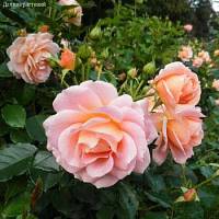 Роза Гейша - Dolinasad.by