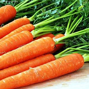 Морковь Рогнеда Н11 фото