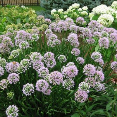 Аллиум сизый Аллиум сизый - Dolinasad.by