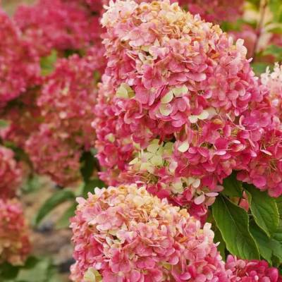 Гортензия метельчатая Краса Лесково, С3 - Dolinasad.by