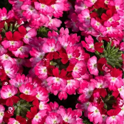 Вербена Дримс Пурпл Ред - Dolinasad.by