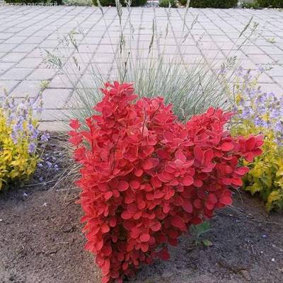 Барбарис Тунберга Оранж Айс, С2 - Dolinasad.by