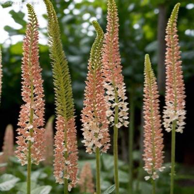 Эремурус Романс - Dolinasad.by