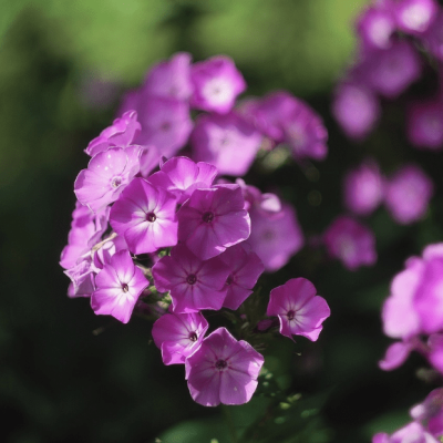 Флокс метельчатый Флейм Про Виолет Шарм , С1,5 фото