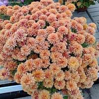 Хризантема мультифлора Персиковая - Dolinasad.by
