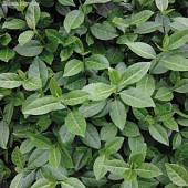 Бересклет Форчуна Дартс Бланкет Бересклет Форчуна Дартс Бланкет - Dolinasad.by