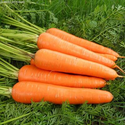 Морковь Витаминная 6 (Серия1+1) фото
