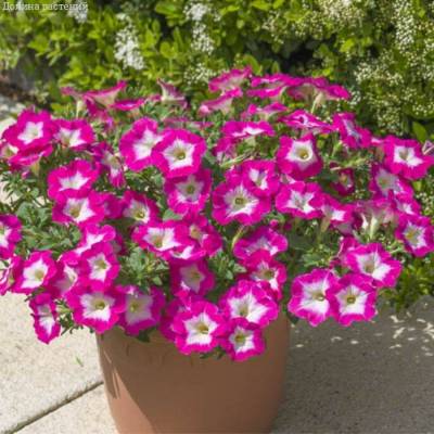 Петуния Оватион Брайт Айс - Dolinasad.by