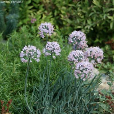 Аллиум сизый Аллиум сизый - Dolinasad.by