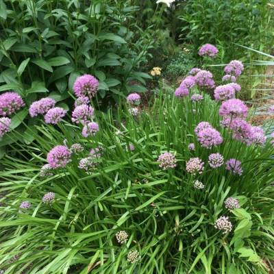 Аллиум сизый Саммер Бьюти - Dolinasad.by