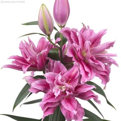 Лилия Роузлили Талисса Лилия Роузлили Талисса - Dolinasad.by