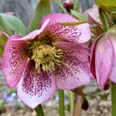 Морозник Монтсегур Морозник Монтсегур - Dolinasad.by