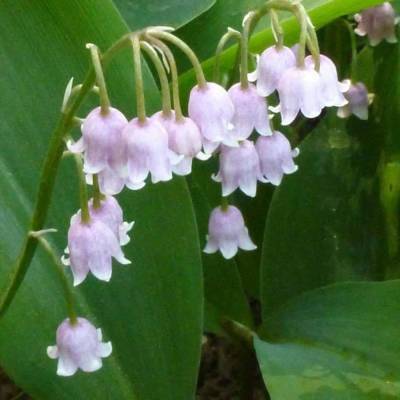 Ландыш майский Брайдал Чойс - Dolinasad.by