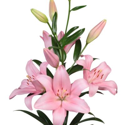 Лилия Пачано Лилия Пачано - Dolinasad.by