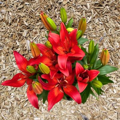 Лилия Матрикс Лайн Лилия Матрикс Лайн - Dolinasad.by