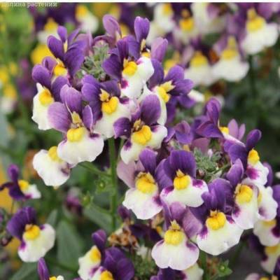 Немезия Марето Блю-Крем - Dolinasad.by