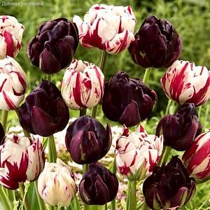Набор 20 тюльпанов махровых! фото
