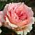 Роза Суиенер де Баден Баден в горшке - Dolinasad.by