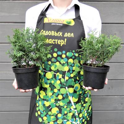 Туя западная Литтл Гиант, С2 - Dolinasad.by