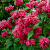 Монарда Дансинг Берд , С1,5 фото