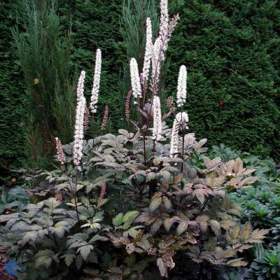 Воронец простой Брюннет - Dolinasad.by