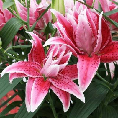 Лилия Роузлили Талисса Лилия Роузлили Талисса - Dolinasad.by