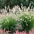 Пеннисетум лисохвостный Кассиан , С1,5 фото
