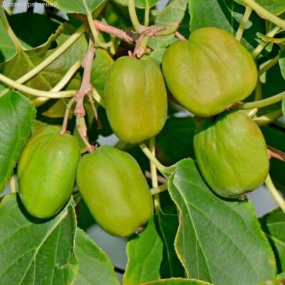 Актинидия аргута Чан Бай Джайент Актинидия аргута Чан Бай Джайент - Dolinasad.by