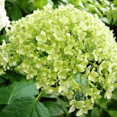 Гортензия древовидная Баунти - Dolinasad.by
