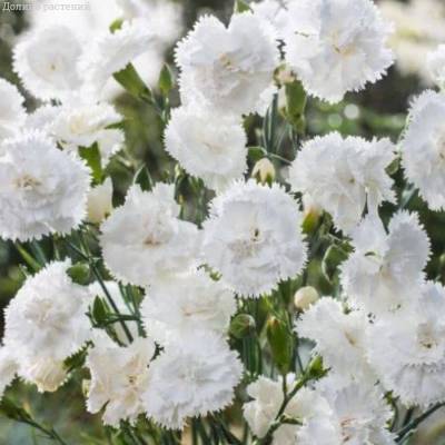 Гвоздика Свит Плеже Вайт - Dolinasad.by