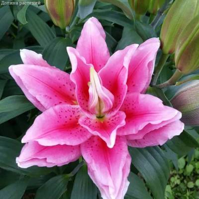 Лилия Роузлили Виола Лилия Роузлили Виола - Dolinasad.by