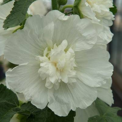 Шток-роза белая - Dolinasad.by